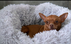 CalmPaws™ Anti-Anxiety Dog Bed